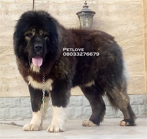 Nigerian Caucasian Shepherd Dog Club .